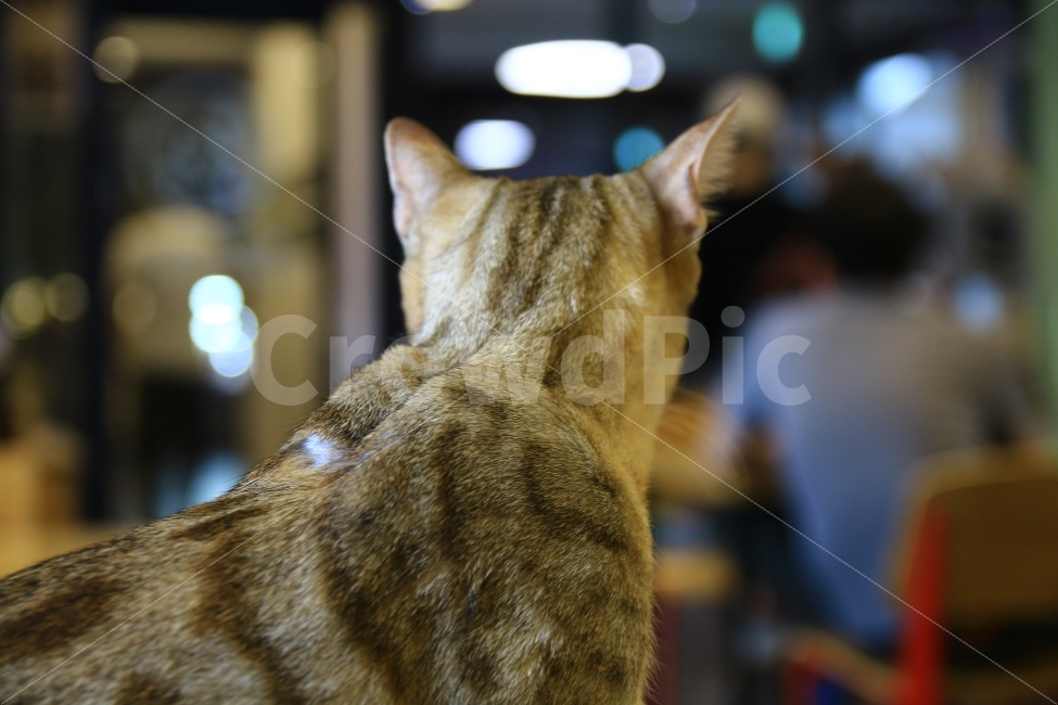 대전,일상,카페,고양이카페,동물사진,고양이,cat,귀여움,이색카페,추천,cafe,동물,animal,포유류,mammal,고양이,cat,kitten,kitty