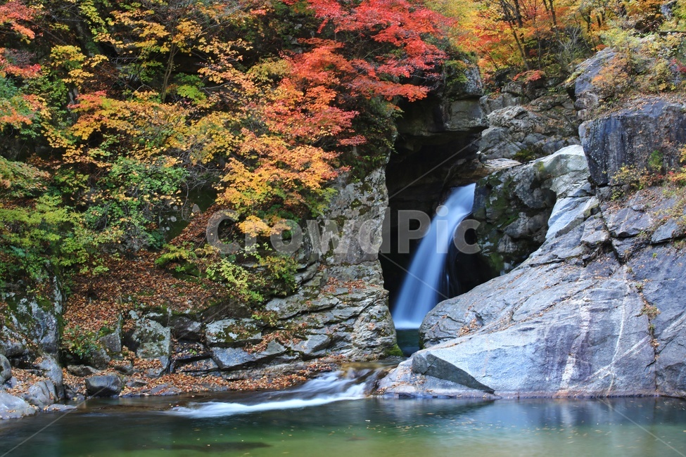 water,물,nature,자연,outdoors,옥외,waterfall,폭포,tree,나무,plant,식물,leaf,잎,stream,흐름,경치,경관,풍경,계곡,가을,만추,추색,강원도,인제,상남,용소폭포,상남용소폭포,상남가을,가을,계절,fall,autumn,season