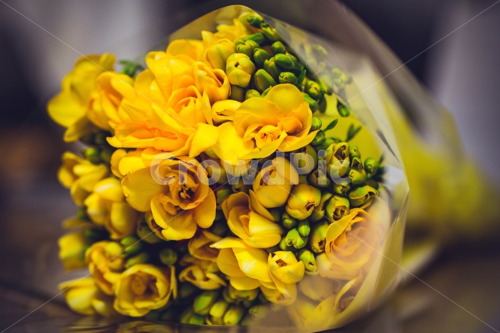 후리지아,꽃,꽃다발,식물,blossom,꽃꽂이,식물,자연,plants,nature,꽃,flower