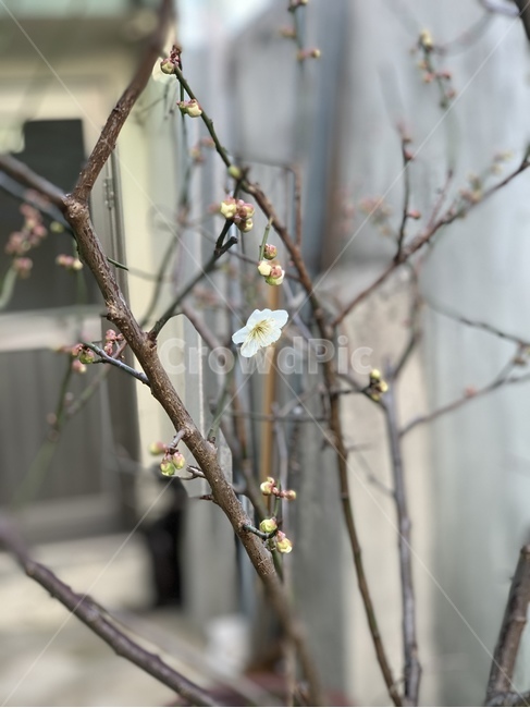 매화,꽃,flower,plant,식물