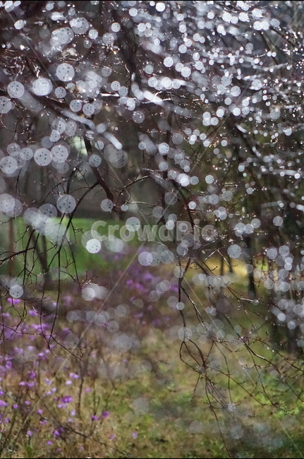 빛,보케,야경,나무,불빛,야경,밤,풍경,nightscape,night,landscape,식물,자연,plants,nature,비,비오는날,rain,rainy