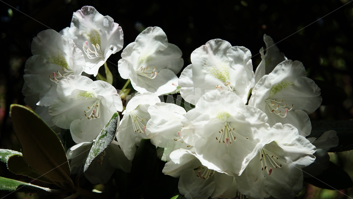 식물,꽃,flower,자연,plant,식물,자연,plants,nature,꽃,flower