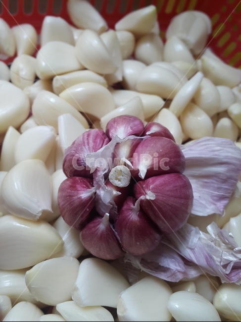 마늘,서산,음식,깐마늘,껍질