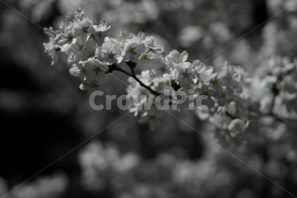 야경,밤,꽃,벚꽃,감성,어둠,봄,계절,spring,season,식물,자연,plants,nature,꽃,flower,plant,blossom
