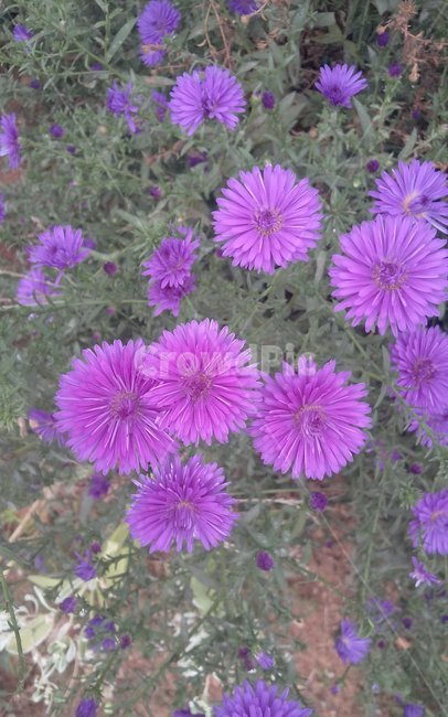 보라색,plant,flower,꽃,식물,식물,자연,plants,nature,꽃,flower