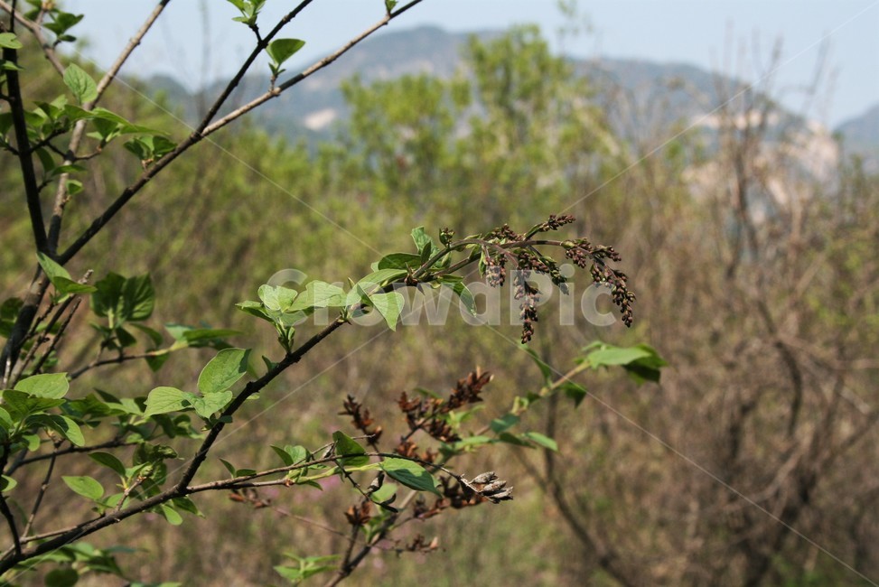 털개회나무,물푸레나무과,수수꽃다리속,한국특산종,미스킴라일락원종,야생식물,식물,자연,plants,nature