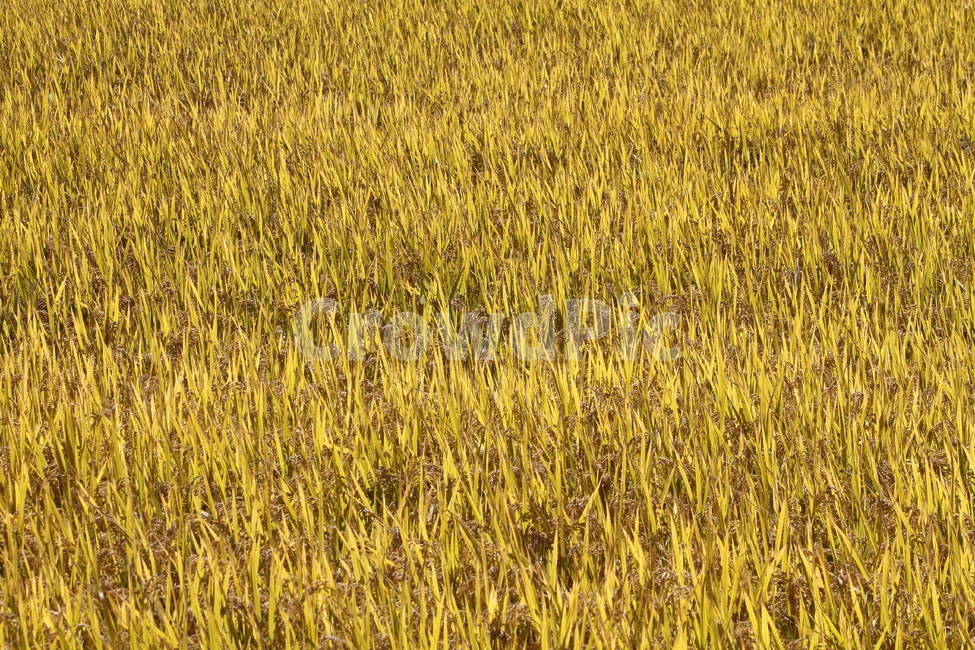 벼,곡식,풍년,가을풍경,oryzasativa,가을,계절,fall,autumn,season,plant,식물,field,들