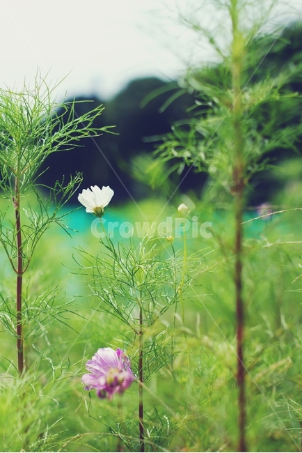 봄,초록,나무,자연,힐링,spring,leaf,green,tree,nature,healing,여유,휴식,relax,나뭇잎,잎,꽃,flower,화이트,핑크,white,pink,식물,자연,plants,nature,꽃,flower