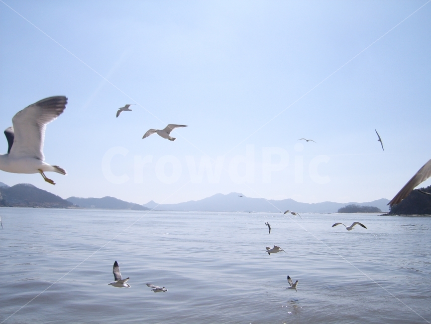 갈매기,Seagull,비행,flight,날개,wing,동물,animal,자연,풍경,nature,landscape,조류,새,birds,bird,flying,나는