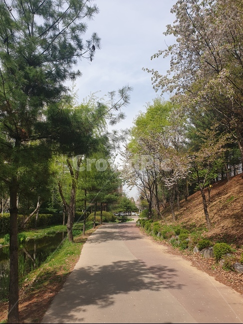 숲,숲길,산책,맑은날,좋은날