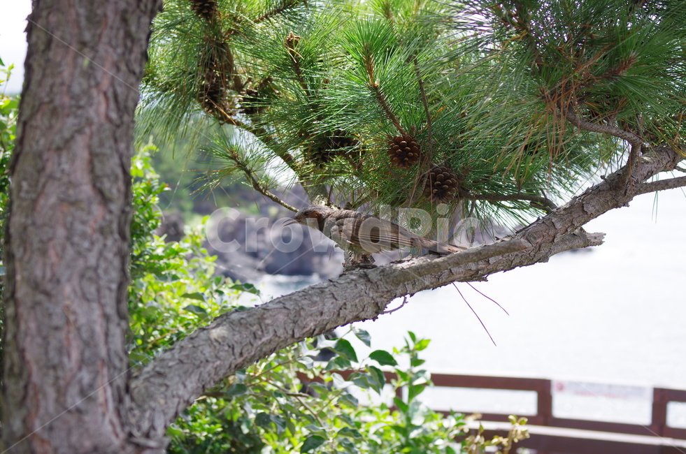 제주도,자연,새,나무,풍경,관광,bird,jeju,조류,소나무,초록색
