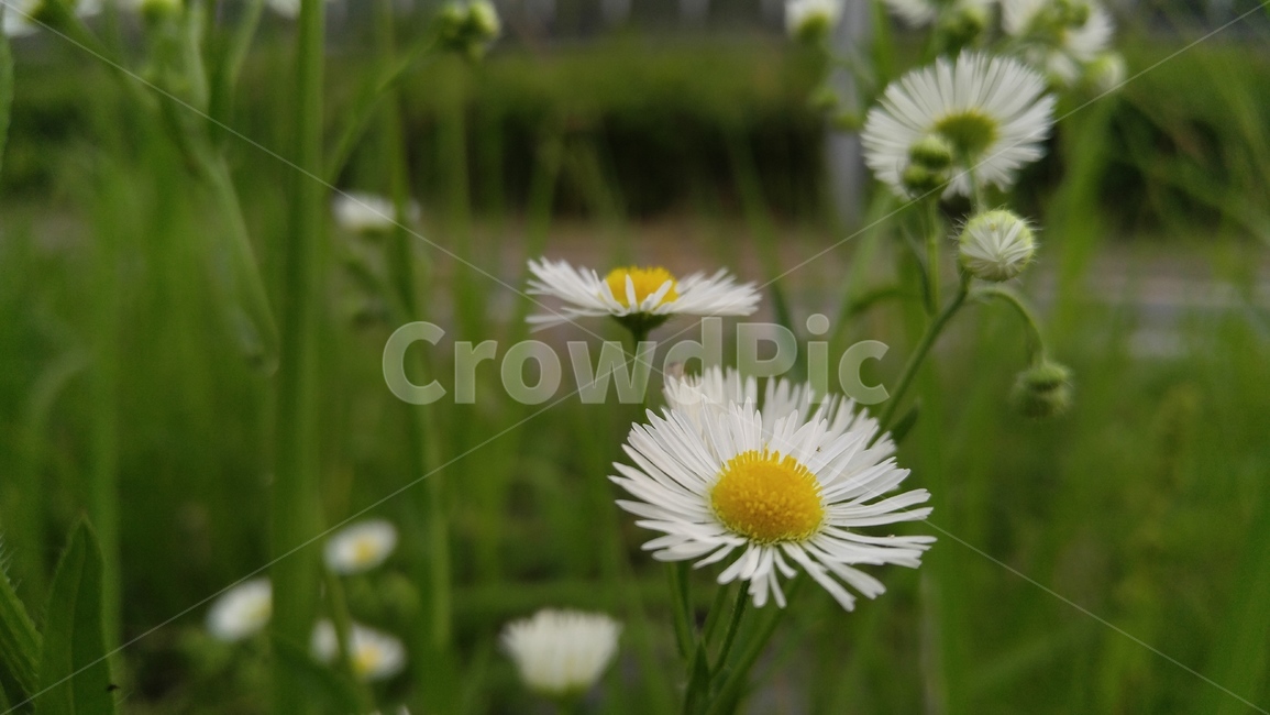 개망초,꽃,들꽃,야생화,흰꽃,흰색,녹색,배경,감성,계절,flower,wildflower,whiteflowers,white,green,background,emotional,season,fieldflowers