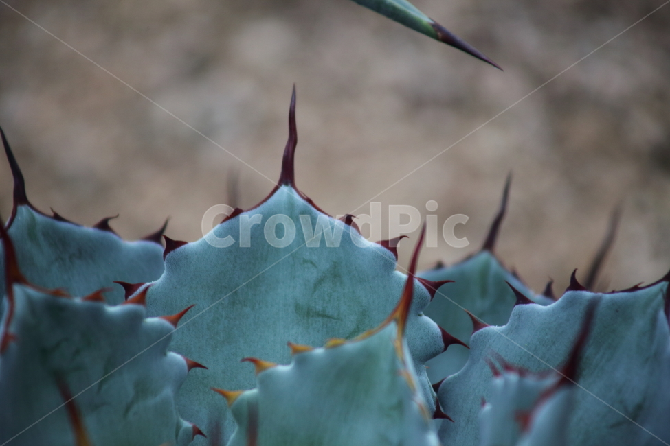 선인장,가시,식물,온실,agaves,길상천,식물,자연,plants,nature