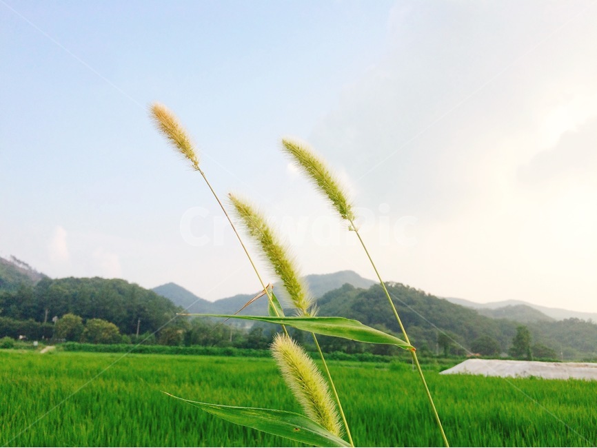 여름,풍경,시골,휴식,강아지풀,논밭,힐링,맑음,산,자연,view,nature,healing,summer,스마트폰사진,여름,계절,summer,season,식물,자연,plants,nature,감성,sensible,feeling,grass,잔디,plant,lawn,reed,갈대,grassland,목초지,field,들,outdoors,옥외