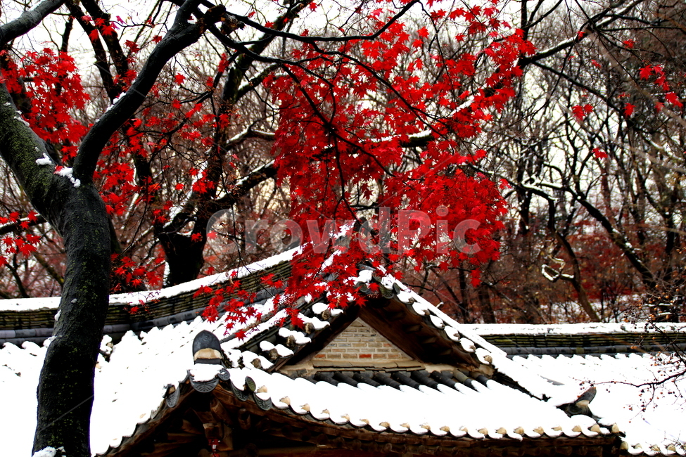 겨울,계절,나무,풍경,설경,한국전통,한국문화,korean traditional,korean culture,건축물,건물외관,exterior,building,structure,architecture,construction