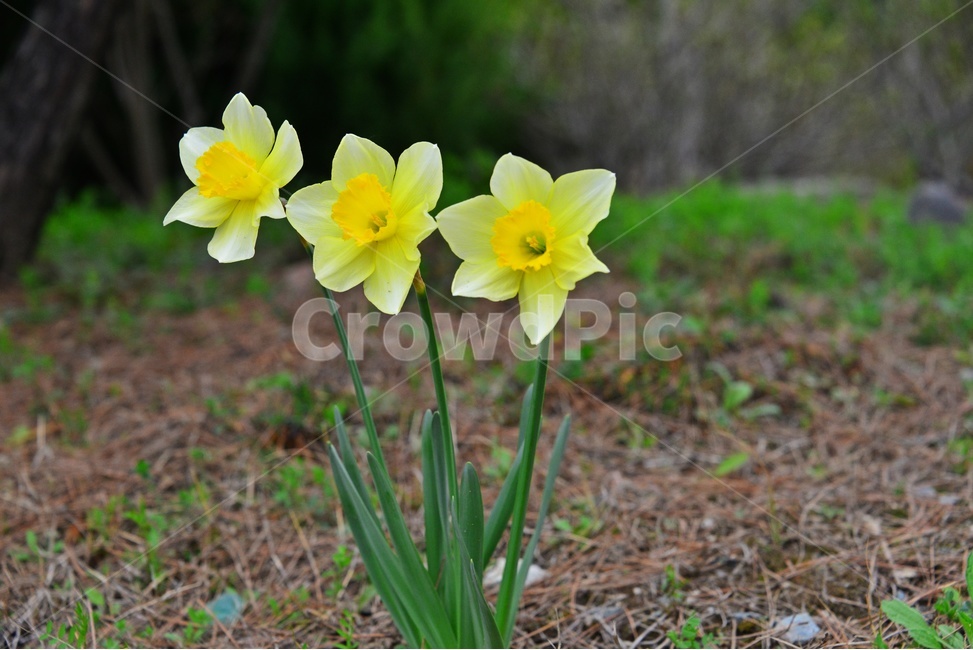 plant,식물,flower,blossom,꽃,수선화,나팔수선화,봄꽃,봄,계절