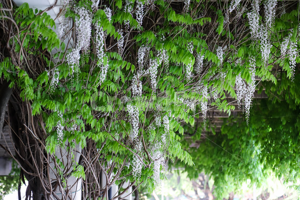 봄,봄날,봄꽃,꽃,등나무꽃,바탕,배경,식물,예쁜,아름다운,spring,flowers,plants,beautiful