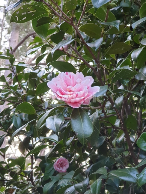 꽃,생화,자연,향일암,여수,암자,식물,자연,plants,nature,꽃,flower
