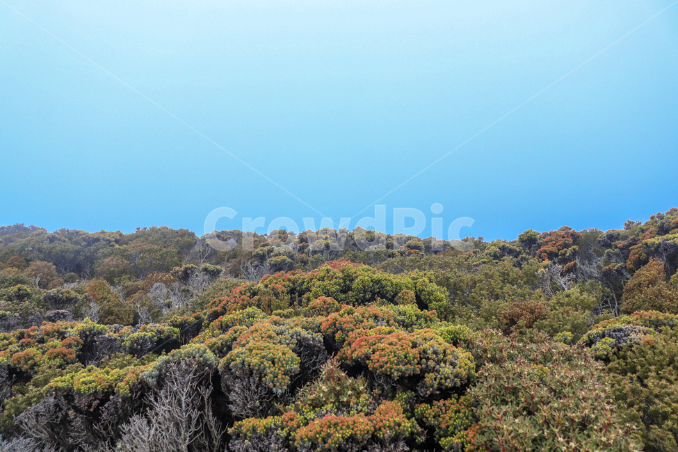 산,식물,나무,바다,산호,바닷속,산호초,구름,mountain,mt,plant,tree,sea,coral,자연,풍경,nature,landscape,outdoors,옥외
