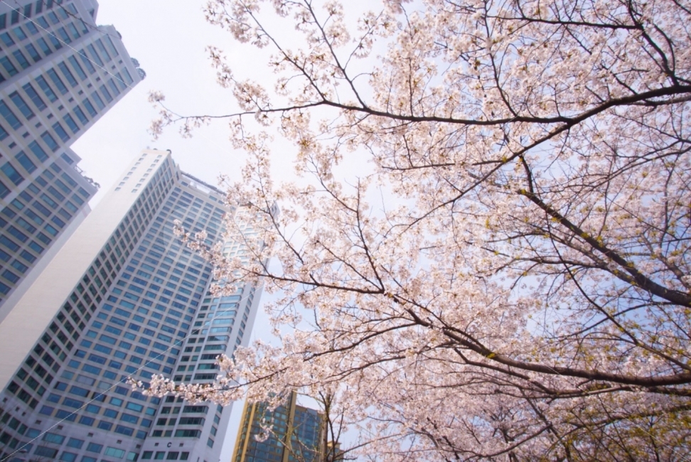 풍경,벚꽃,sakura,꽃,나무,봄,spring,봄,계절,spring,season,건축물,건물외관,exterior,building,structure,architecture,construction,식물,자연,plants,nature,꽃,flower,plant