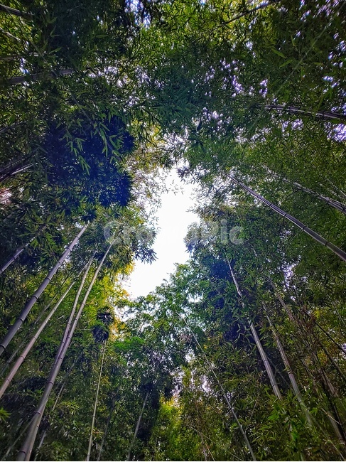plant,식물,대나무,대나무숲,자연