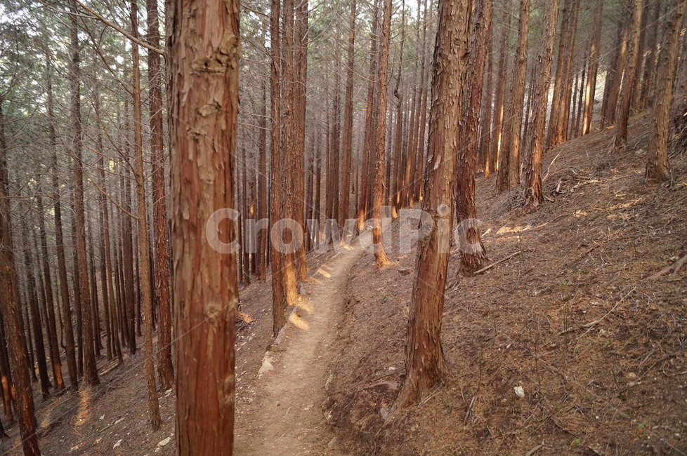 편백나무,편백숲,숲,조림,나무,자연,풍경,nature,landscape,식물,plants,나무,trees,wood,tree,plant,tree trunk,나무 줄기