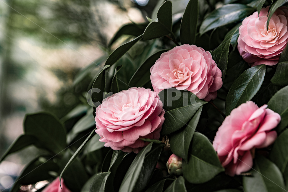 계절,봄,식물,꽃,색감,감성,식물,자연,plants,nature,꽃,flower