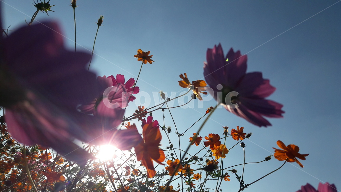 꽃,가을,하늘,아름다움,자연,가을,계절,fall,autumn,season,식물,자연,plants,nature,꽃,flower,plant,leaf,잎,light,빛,flare,플레어,sunlight,햇빛