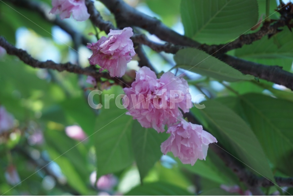 flower,꽃,겹벚꽃,blossom,pink,식물,자연,plants,nature,꽃,flower