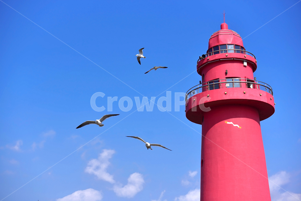 등대,빨간등대,갈매기,파란하늘,조명,방파제,architecture,건축물,animal,동물,bird,새,tower,탑,등대,lighthouse