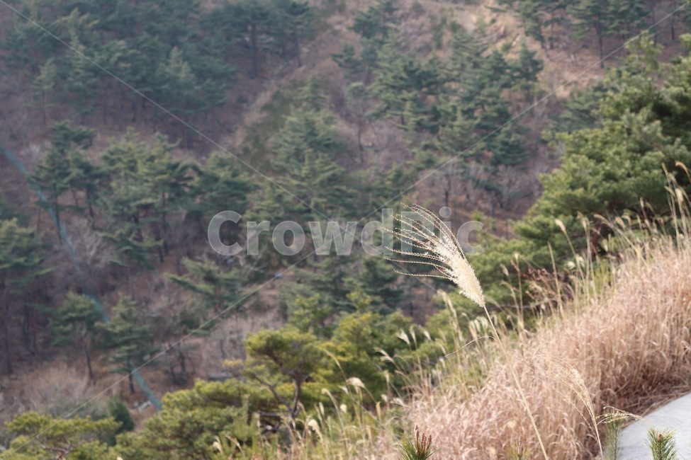 갈대길,자연,산,초록,갈대,나무,자연,풍경,nature,landscape,plant,식물,grass,잔디,lawn