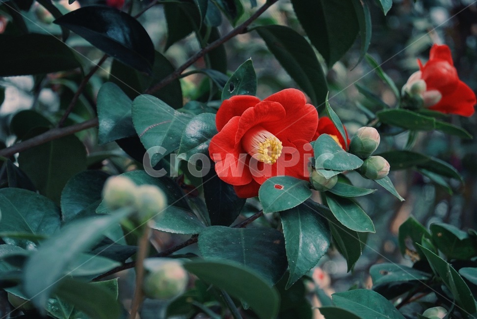 plant,식물,꽃,동백꽃,나무,이파리,빨간,빨간꽃