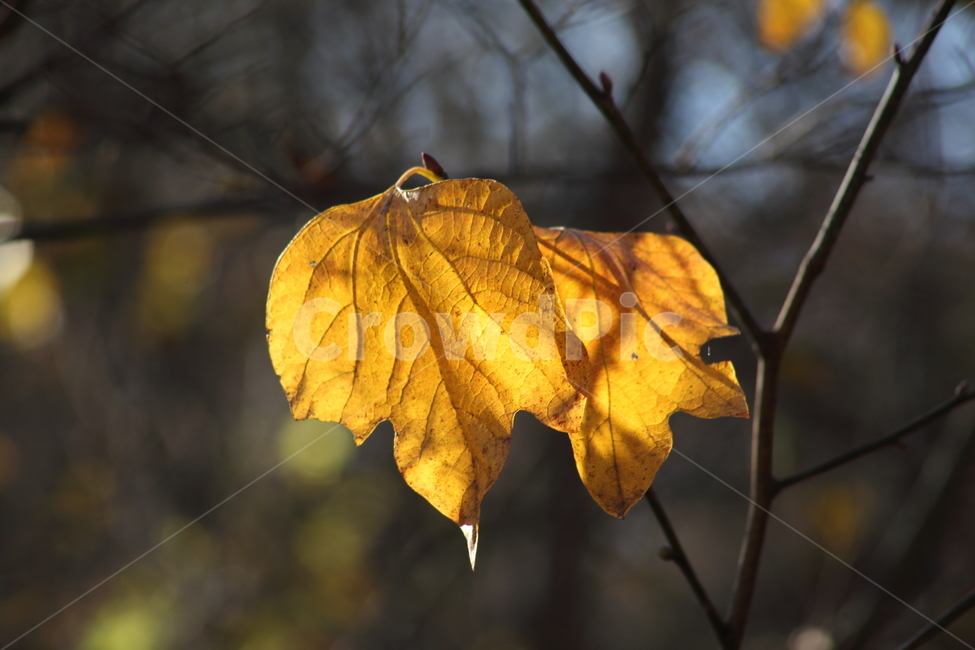 단풍,잎,식물,가을,redleaves,가을,계절,fall,autumn,season,식물,자연,plants,nature,veins,정맥,fungus,진균류,plant,leaf