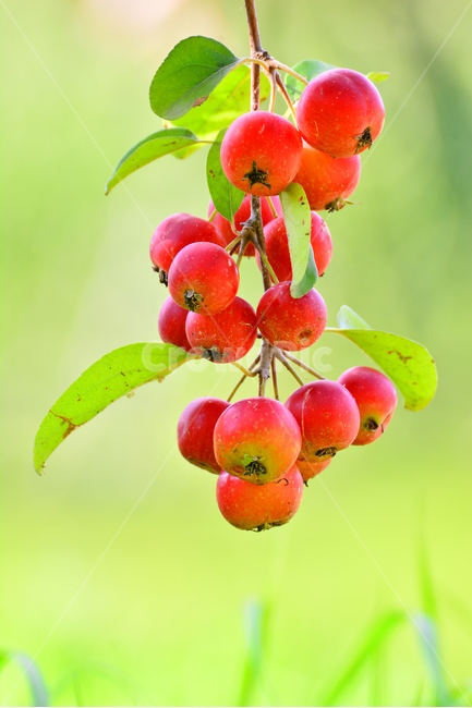 과일,열매,사과,애기사과,빨강색,접사,마크로,익다,탐스러운,apple,fruit,food,쥬스,생식,음식,디저트,후식,과일주,잼,나무열매,그린,초록,레드,red,새콤,달콤,상큼한,맛,감칠맛,가을,가을이미지,잘익은,주렁주렁,군침,구연산,little,작은,식물,자연,plants,nature,과일,열매,fruit