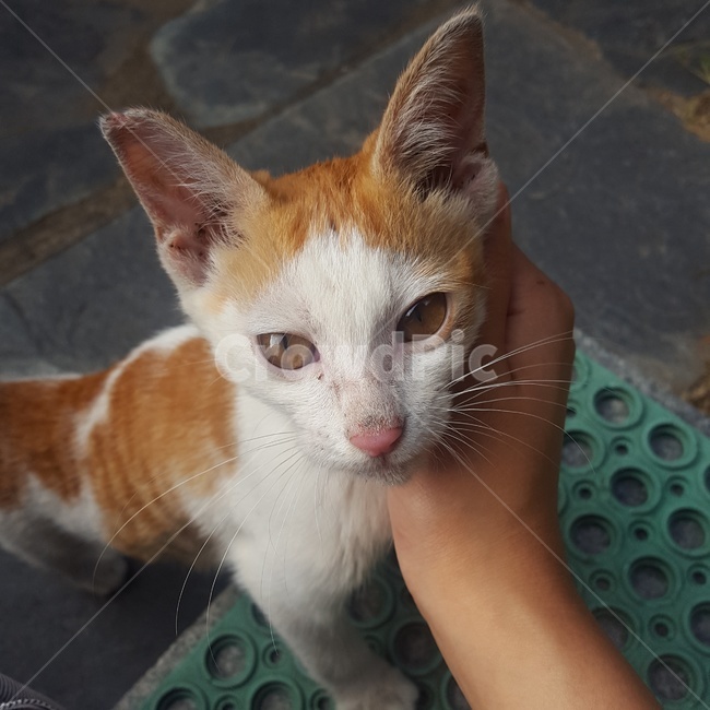 고양이,길고양이,아기고양이,새끼고양이,눈빛,동물,animal,포유류,mammal,고양이,cat,kitten,kitty