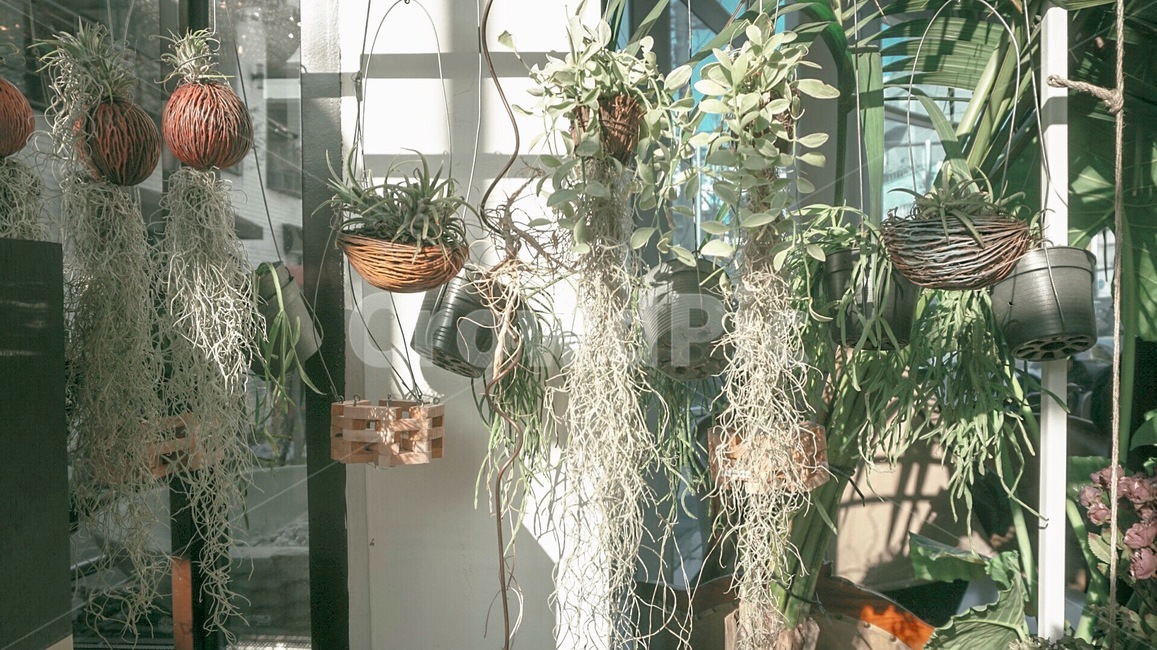 식물,자연,인테리어,소품,풍경,plant,화분,실내용화초,화분,화초,house plant