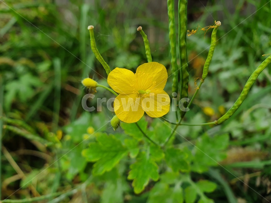 제라늄,geranium,flower,꽃,plant,식물,blossom,노란색,식물,자연,plants,nature,꽃,flower