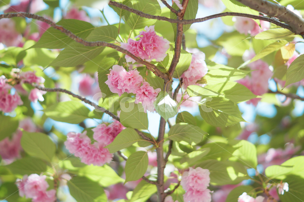 plant,식물,flower,꽃,blossom,겹벚꽃,벚꽃,cherryblossom,spring,봄,봄느낌,봄풍경,풍경,나무,꽃나무,벚꽃나무,따뜻함,따뜻한느낌,햇빛,sunshine,봄,계절,spring,season