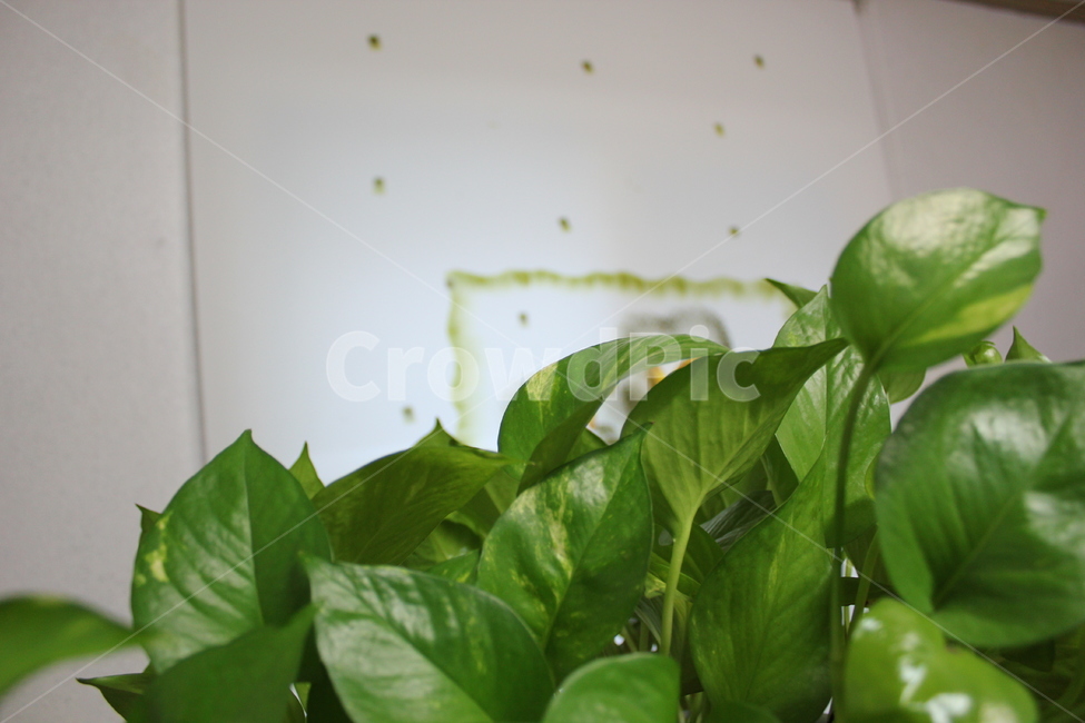 덩굴식물,실내,leaf,잎,plant,식물,녹색,잎사귀,화초,화훼,원예