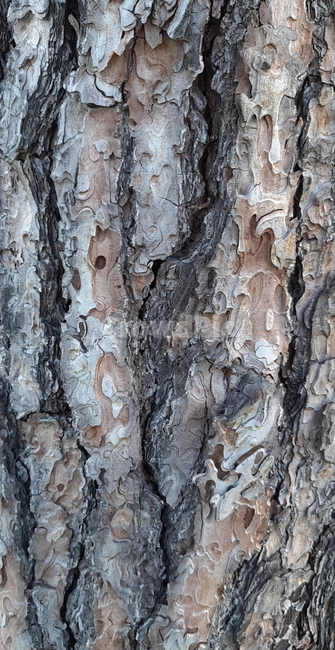 나무,나무껍질,tree,나무표면,나무무늬