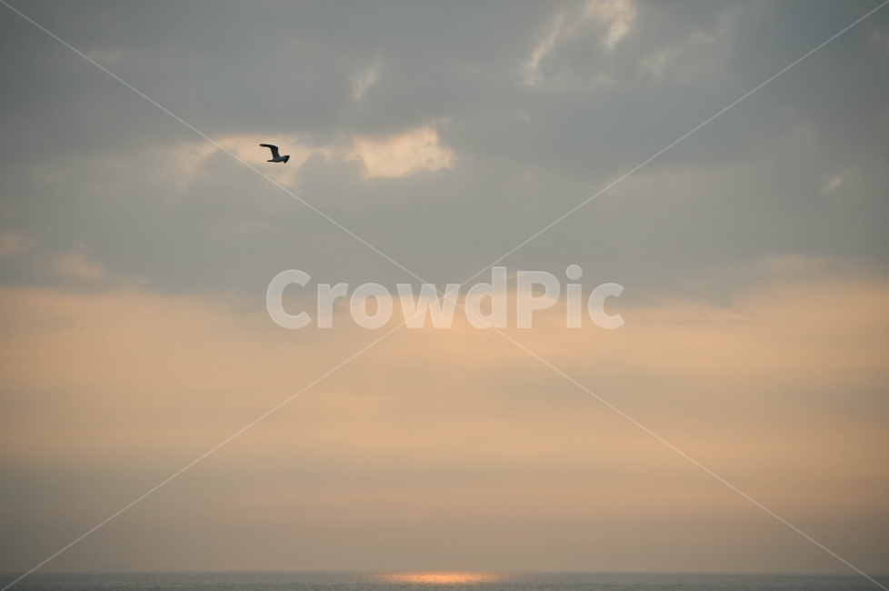 풍경,사진,스냅,풍경사진,풍경스냅,자연,풍경,nature,landscape,동물,animal,조류,새,birds,adventure,모험,leisure activities,레저 활동