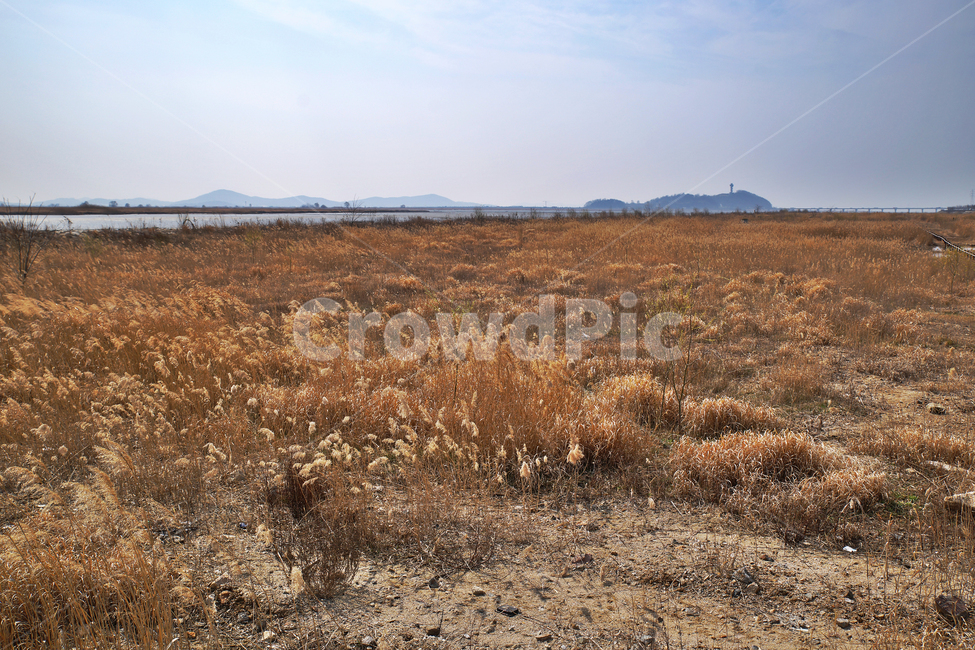 우음도,갈대,초원,시화호,화성시,시화방조제,간척지,자연,풍경,nature,landscape
