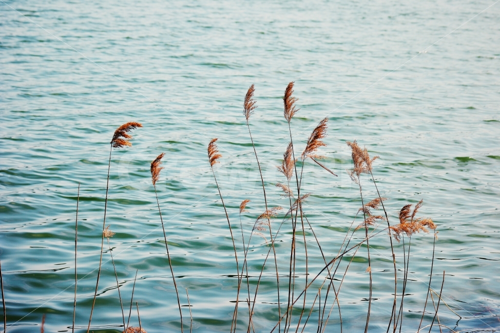 한국,강,꽃,가을,풍경,자연,경관,갈대,고요,새,아침,풍광,nature,landscape,한국자연풍경,한자연경관,koreanaturelandscape,감성,감정,sensible,feeling,emotion,계절,season,마을,rural,한국전통,한국문화,koreatraditional,koreaculture,plant,나무,trees,wood,가을,계절,fall,autumn,season,식물,자연,plants,nature,감성,sensible,feeling,grass,잔디,lawn,reed