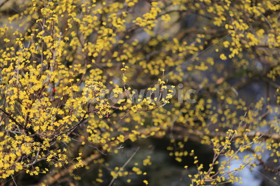 구례,산수유,꽃,봄,식물,자연,flower,노란,spring,color,yellow,nature,봄,계절,spring,season,식물,자연,plants,nature,꽃,flower