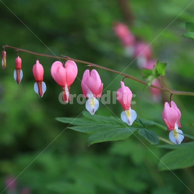 꽃,花,봄,자연,야생화,식물,자연,plants,nature,꽃,flower