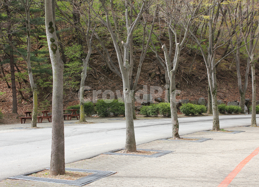 공원,자연,풍경,도로,길,산책로,산책길,보도블럭,블럭,나무,나뭇가지,앙상한,봄,숲,숲속,산,가로수,나무기둥,낮,실외,야외,식물,자연,plants,nature,나무,trees,wood