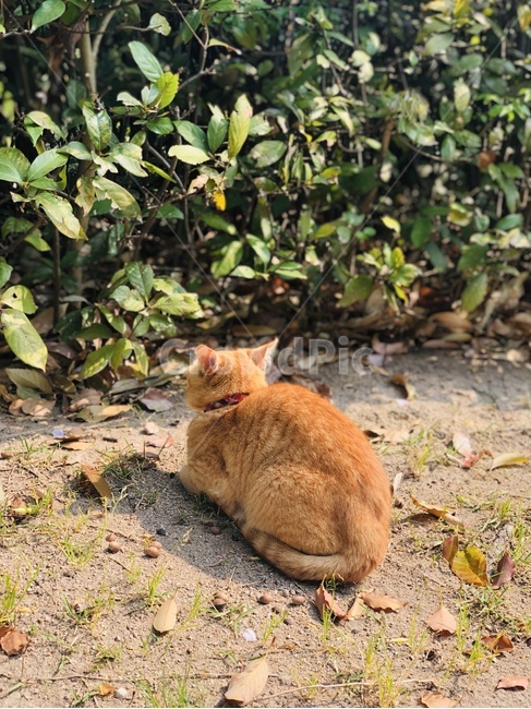 고양이,풀밭고양이,갈색고양이,앉아있는고양이,웅크린고양이,개냥이,길냥이,야옹이,동물,animal,포유류,mammal,고양이,cat,kitten,kitty