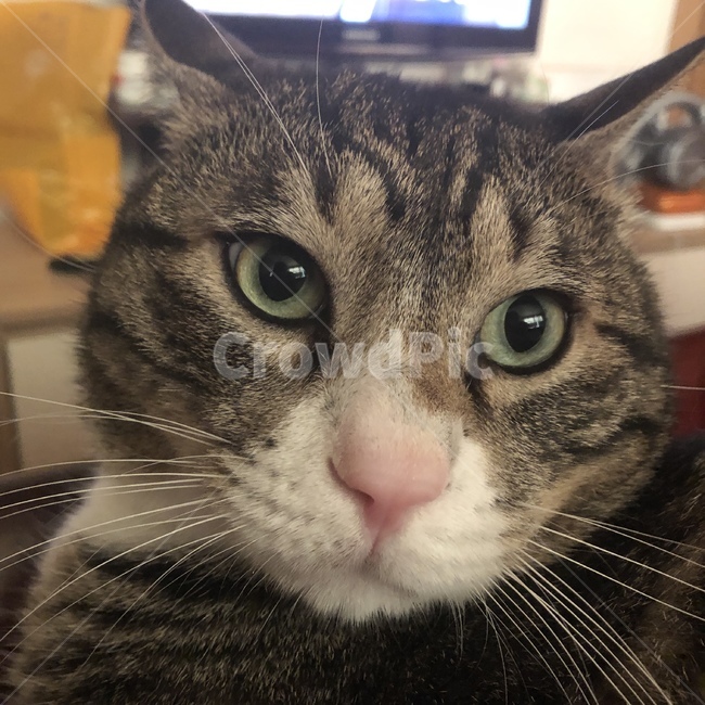 kitty,고양이,cat,koreacat,pinknoses,분홍코,냥이,냥이,야옹이,겨울,따뜻함,자연,동물,애완묘,반려묘,반려동물,animal,수염,동물,animal,포유류,mammal,고양이,cat,kitten,kitty