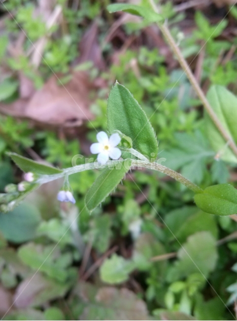 꽃마리,꽃,식물,길,감성,식물,자연,plants,nature,꽃,flower
