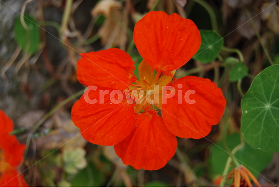 금암산,야생화,자연,계절,공원,식물,자연,plants,nature,꽃,flower